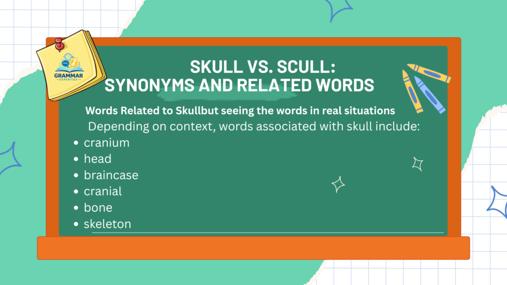 Skull vs. Scull Synonyms and Related Words